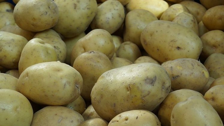 Die gelockerten Qualitätsanforderungen haben sich bewährt. Bild: GABOT.