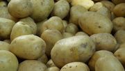 Die gelockerten Qualitätsanforderungen haben sich bewährt. Bild: GABOT.