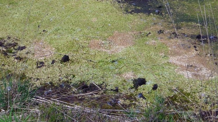 Was soll mit wiedervernässten Moorflächen passieren? Bild: GABOT.