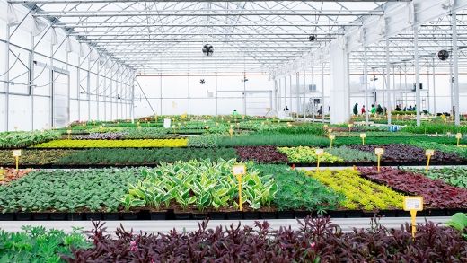 Die internationale AIPH-Konferenz: Der Weg zur Nachhaltigkeit im Zierpflanzenbau findet am 30. September 2021 statt. Bild: AIPH.