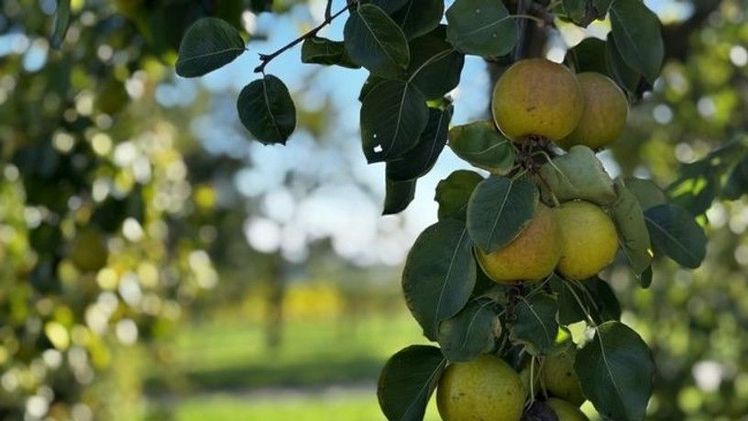 In Oberösterreich werden auf knapp 350 Hektar Tafeläpfel geerntet. Die Erträge waren heuer leicht unterdurchschnittlich, die Qualitäten sind aber sehr gut. Bild:© Land OÖ/Pürstinger.