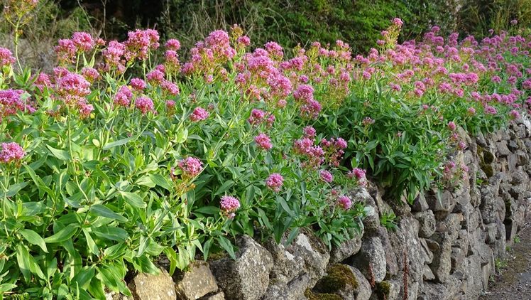 Mehr als Mauerblümchen – Trockenmauern mit Stauden bepflanzen. Im Beet wächst die Spornblume (Centranthus ruber) rund 60 cm hoch. Hier neigt sie sich über eine Mauerkrone und zieht sich als Blütenband über die ganze Länge hinweg. Da sie sich versamt, können Sie auch wenige Exemplare pflanzen und beobachten, wie sie sich in und rund um die Mauer selbst aussäen. Spätestens, wenn die Stauden ihre Knospen zwischen Juni und September öffnen, ist der Nachwuchs nicht mehr zu über-sehen. Bild: GMH/BdS.