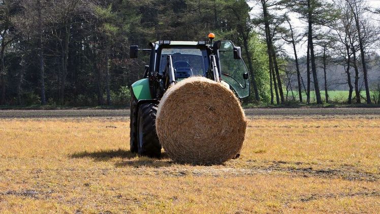 Pilzanbauer stehen mit dem Rücken zur Wand: Holz und Stroh, für die Pilzkultur unabdingbar, dienen zunehmend als Energielieferanten. Daher werden sie immer teurer und knapper (Bildnachweis: GMH/BDC)
