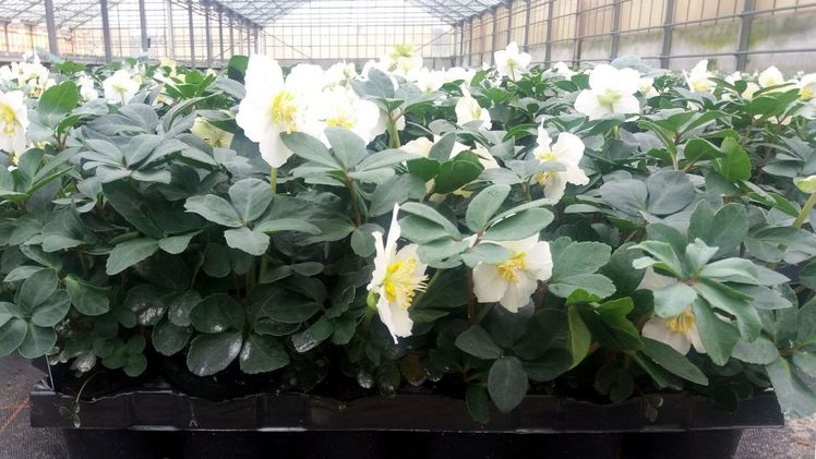 Selecta one erwirbt Helleborus Züchtungsprogramm der Bock Bio Science GmbH. Bild: Selecta one.