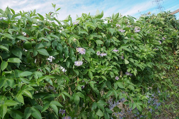 Passiflora incarnata im 2. Jahr in Buchs. Bild: Lubera.