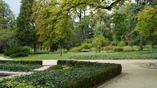 Der Japankäfer ist äußerst schädlich für den Pflanzensektor, die Natur sowie für Gärten und Parks. Bild: GABOT.