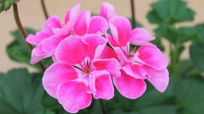 Geranien sollten regelmäßig ausgeputzt werden. Bild: GABOT.