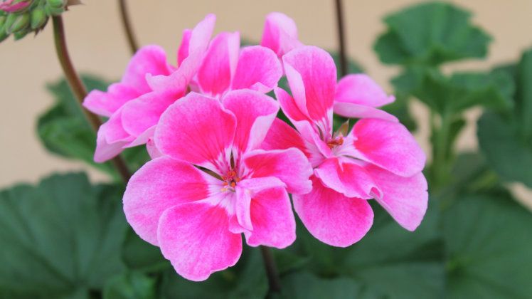 Pelargonium for Europe erhält Fördergelder für die Kampagne „Europe in Bloom“ – Ausschreibung von generischen Marketingmaßnahmen- Bild: GABOT.