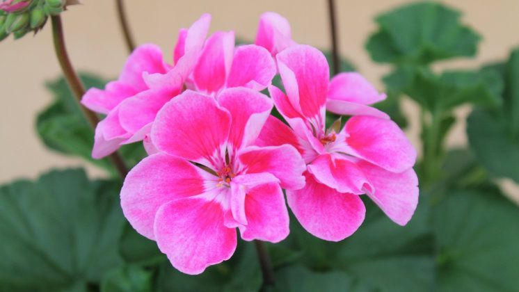 Die Pelargonie ist die perfekte Pflanze, um sich blühendes Sommerfeeling nach Hause zu holen. Bild: GABOT.