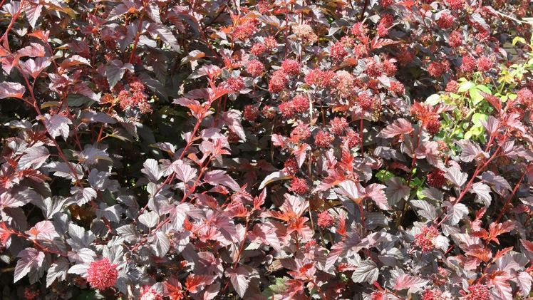 Das Besondere an Physocarpus Lady in Red ist das wunderschöne, dunkelrote Laub mit einer sehr hohen Zierwirkung. Bild: Plantipp.