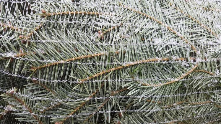 Weihnachtsbäume wurden in einer Baumschule illegal verladen. Bild: GABOT.