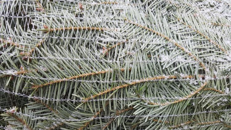 Für alle werde es auch dieses Jahr genügend Bäume geben. Bild: GABOT.