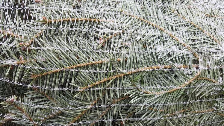 Im vergangenen Jahr wurden weniger Weihnachtsbäume nach Nordrhein-Westfalen importiert. Bild: GABOT.