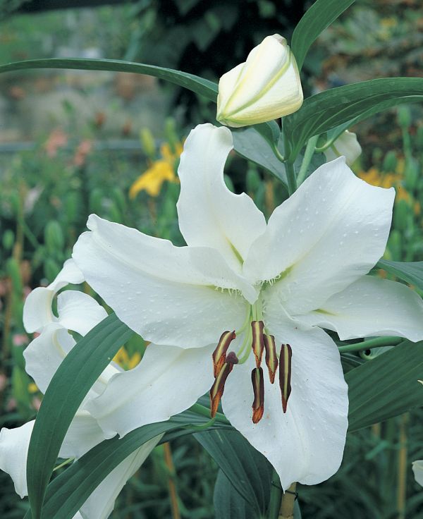 Die Orientalische Lilie 'Casa Blanca' ist die "Sommerblumenzwiebel des Jahres 2010". Sie hat sehr große, strahlend weiße Blüten, die angenehm duften. Das zarte Grün in der Blütenmitte wirkt fast wie ein kleiner Stern. Foto: IZB.