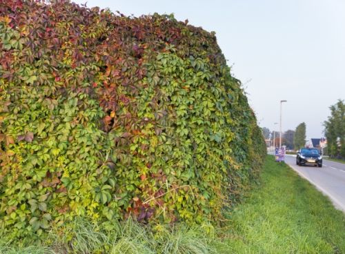 Lebendige, grne Schallschutzwnde: Knnen mehr als nur den Geruschpegel  senken | Gabot.de