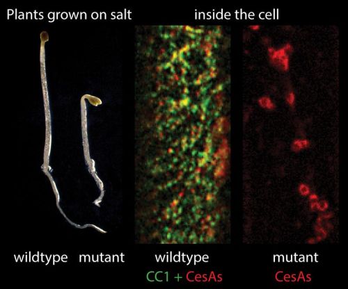 Effekt von Salzstress auf Pflanzen (Links: Pflanzen mit CC-Proteinen (wildtype) wachsen besser auf Salz, als solche ohne (mutant); Rechts: Blick in die Zelle unter Salzstress (grün: CC-Proteine))
