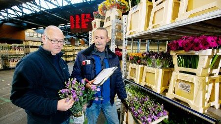 FloraHolland Strengere Maßnahmen zur Qualitätsintervention Gabot.de