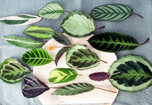 Zimmerpflanze des Monats September: Calathea | Gabot.de