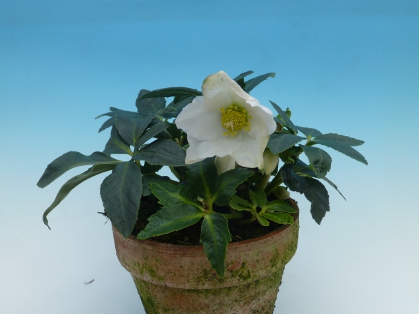 BIO-Christrose. Bild: Gärtnerei Umbach.