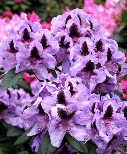 H. Hachmann: Faszination Rhododendron | Gabot.de