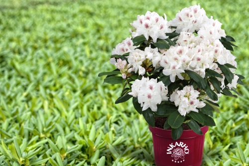 rhododendron occidentale 20 WESTERN AZALEA Pink White Yellow Shrub Flower Rhododendron Occidentale  Seeds main image 0