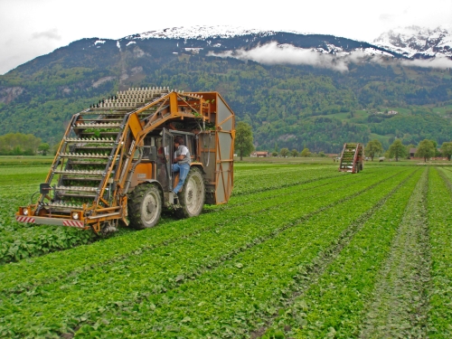 Spinat wird in der Schweiz auf beinahe 1.000 Hektar angebaut. (Markus Bisig/landwirtschaft.ch)