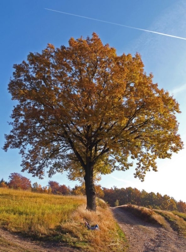 Die Trauben-Eiche ist Baum des Jahres 2014. Foto: BdJ.