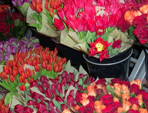 Kaufland: Neuer Lieferant fr Schnittblumen | Gabot.de