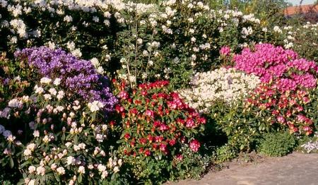 Rhododendron: Ein Viertel der Wildarten ist bedroht | Gabot.de
