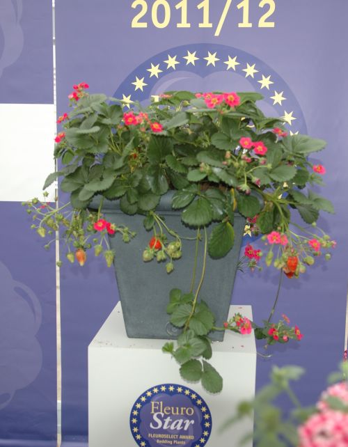 'Toscana' gewann den FleuroStar 2011/2012 und bereichert das Sortiment.