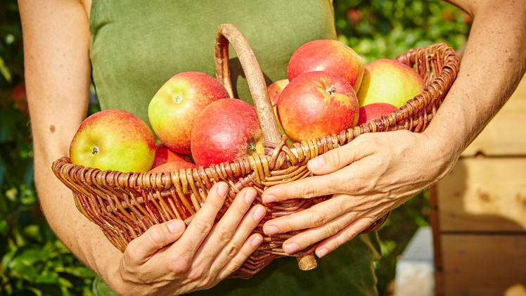 Die heimischen Obstbauern haben in den kommenden Monaten alle Hände voll zu tun. Während die Äpfel nach und nach verkauft werden, steht die notwendige Pflege der Obstgehölze und -sträucher an, zum Beispiel der Winterschnitt an den Bäumen. Bild: GMH.