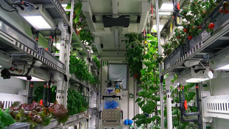 Das EDEN-ISS-Projekt blickt auf eine erfolgreiche Langzeiterprobung des Antarktisgewächshauses zurück. Unter anderem konnte Paul Zabel 117 Kilogramm Salat bis zum ende seines Aufenthalts ernten. Bild: DLR.