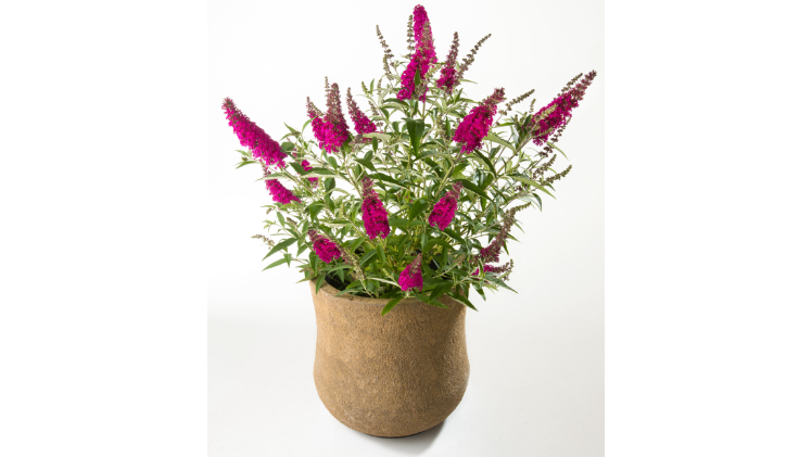 Silbermedaille für Buddleja-Neuheit auf der Plantarium 2019. Bild: Artmeyer.