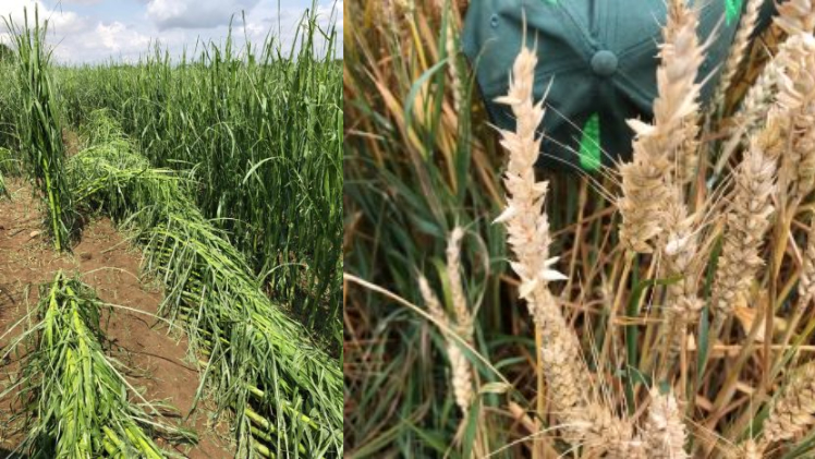 Schäden an Mais und druschreifem Weizen vom letzten Hagelunwetter. Bild: Vereinigte Hagel.