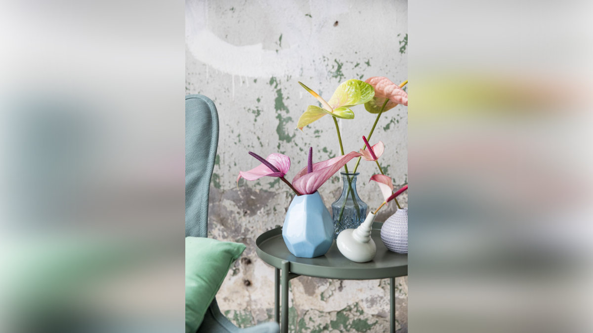 Anthurien: Idealer Blumenschmuck fr heie Sommertage | Gabot.de