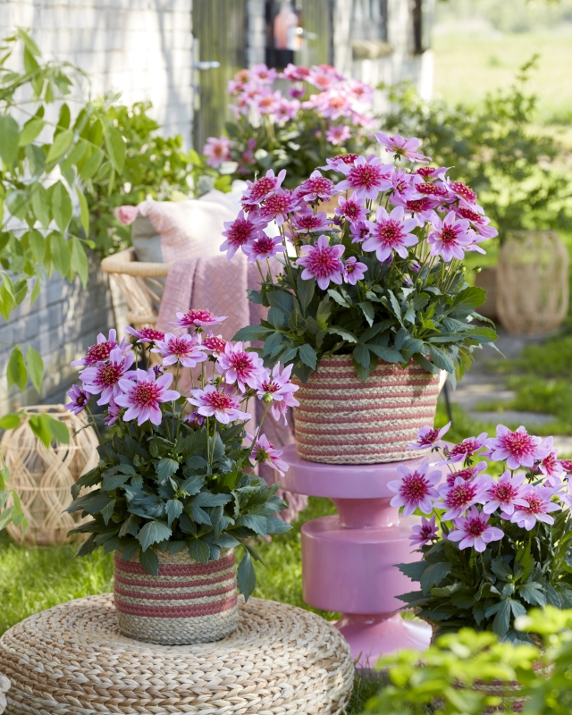 Dahlia Dalina Maxi Starburst Pink. Bild: Florensis.