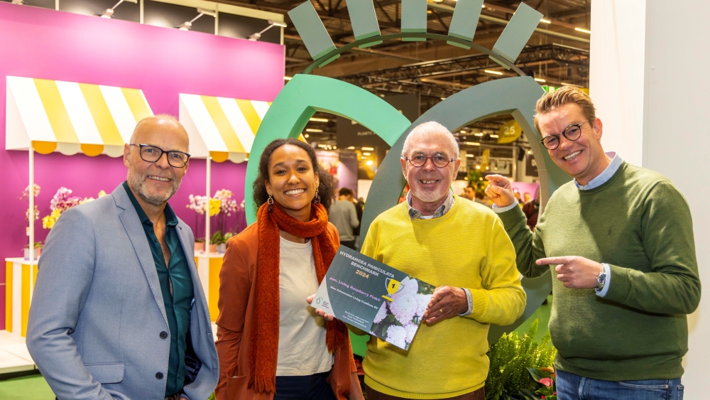Living Raspberry Pink® 'Improved' gewinnt den Royal FloraHolland-Preis für die beste Hydrangea paniculata. Bild: Schoemaker.