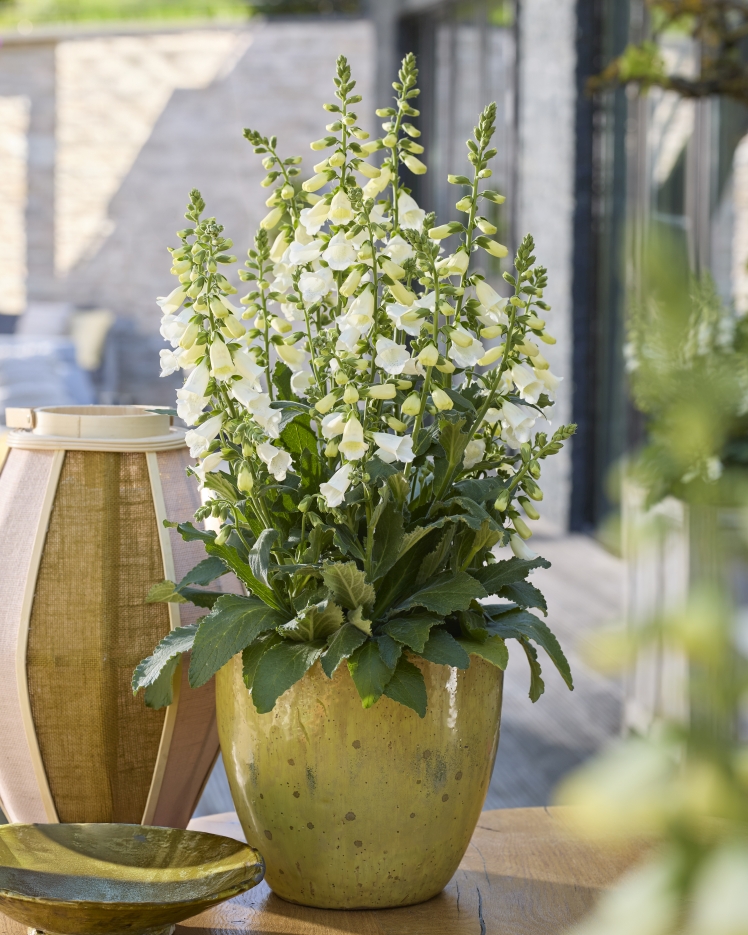 Digitalis purpurea Hanabee F1 White von Takii / Florensis. Bild: Fleuroselect, Visions Pictures.