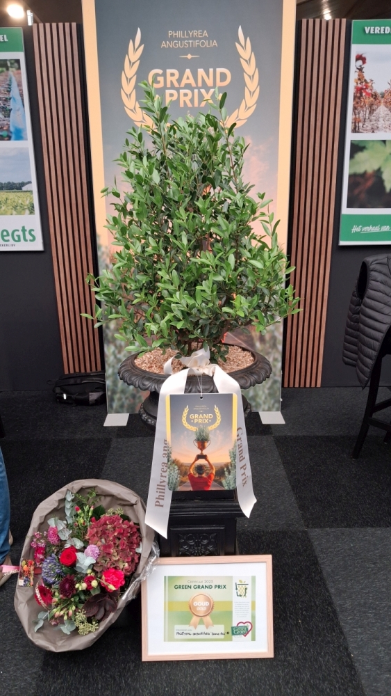 Gold beim GreenGrandPrix 2025: Phillyrea angustifolia 'Grand Prix'®. Bild: GABOT. Gold beim GreenGrandPrix 2025: Phillyrea angustifolia 'Grand Prix'®. Bild: GABOT.