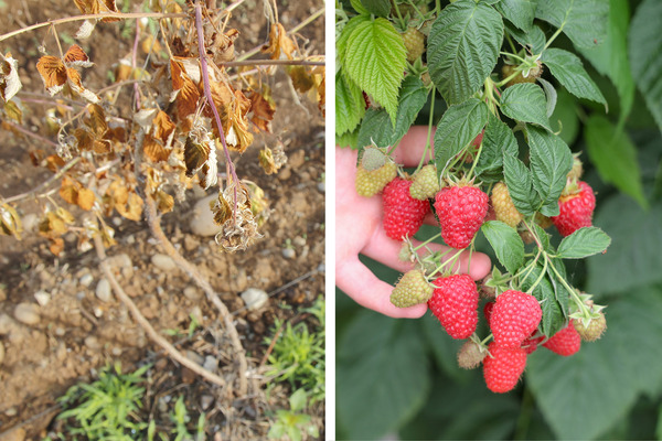 Die Wurzelfäule (Phytophthora) ist bei Himbeeren für einen Großteil des Pflanzenausfalls verantwortlich. Entsprechend hoch gewichtet Lubera die Züchtung von resistenten Sorten. Bild: Lubera.