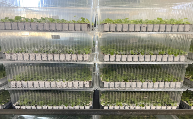 In-Vitro-Trays während der Bewurzelungsphase. Bild: Lubera. 