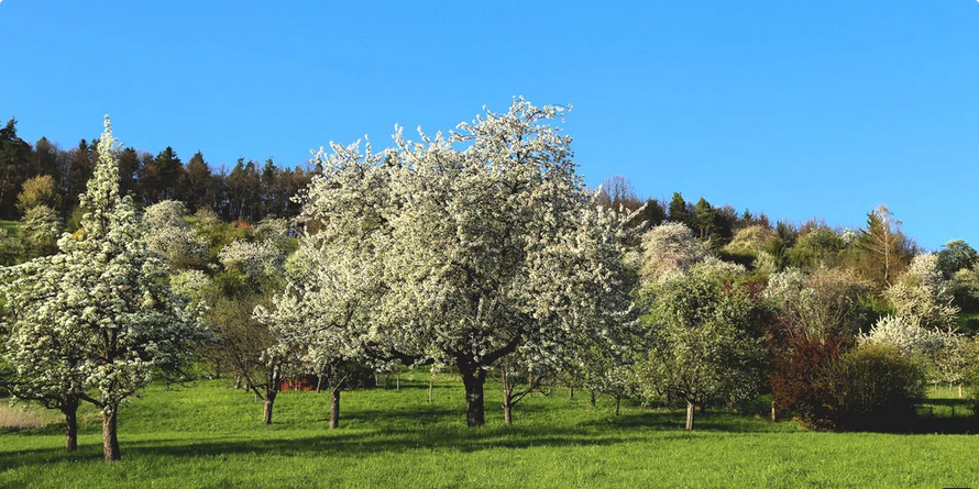 20. landesweiter Streuobsttag in Hohenheim. Bild: Christoph Haller.
