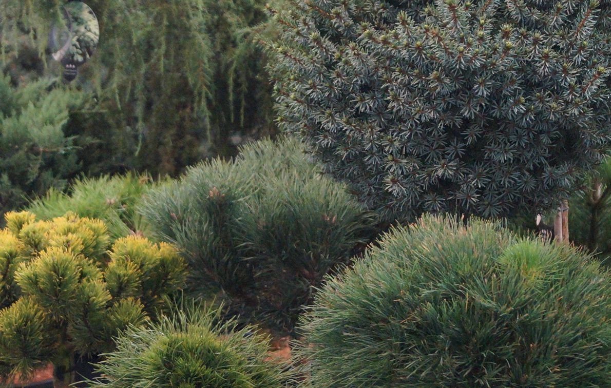 16 Betriebe bauen in Sachsen-Anhalt Ziersträucher und Bäume an. Bild: GABOT.