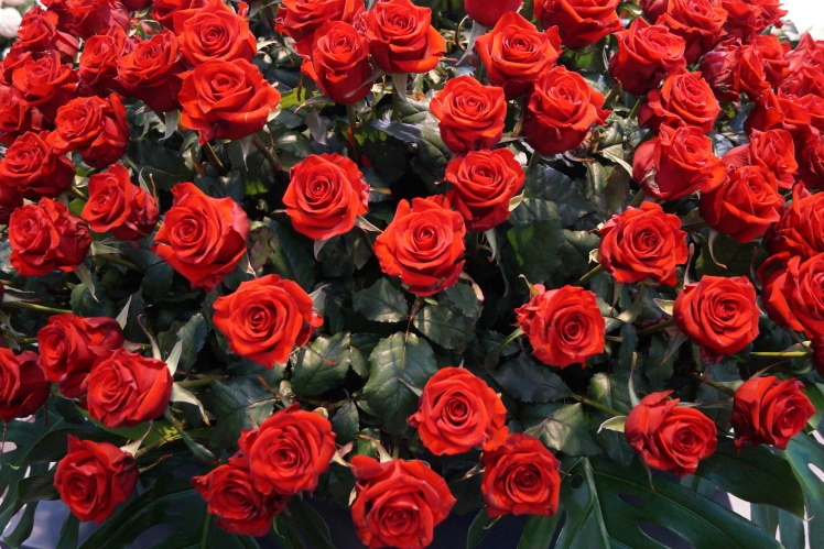 In den Niederlanden wurden im Vorfeld des Valentinstags weniger Premium-Rosen vermarktet. Bild: GABOT.