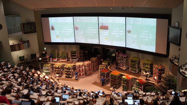 Umsatzrückgang im Frühsommer bei Schnittblumen. Bild: GABOT. Umsatzrückgang im Frühsommer bei Schnittblumen. Bild: GABOT.