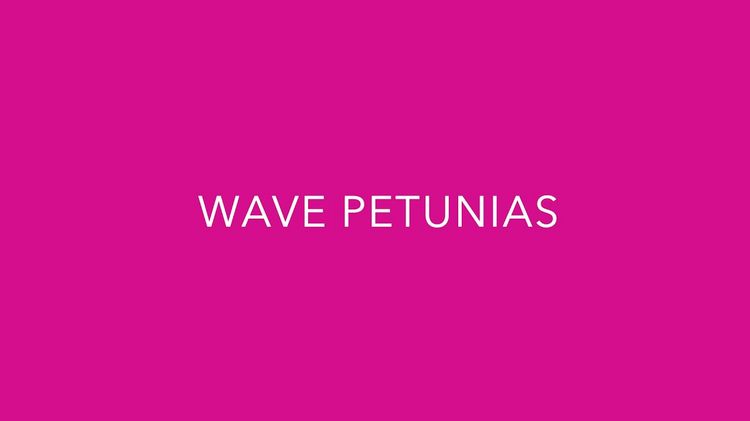 #GrowingConfidence - Celebrating 25 Years of Wave Petunias