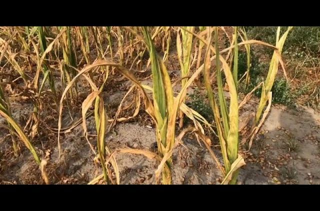 Dürre in Deutschland: 1 Milliarde Hilfen an Bauern wohl nicht genug