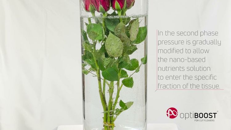 OptiBoost for cut flowers - Vacuum Infusion Process